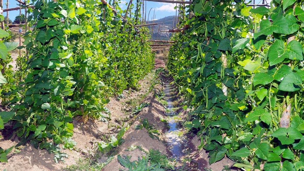 Huertos del Judión de La Granja, de la marca de garantía, en el Real Sitio. / KAMARERO