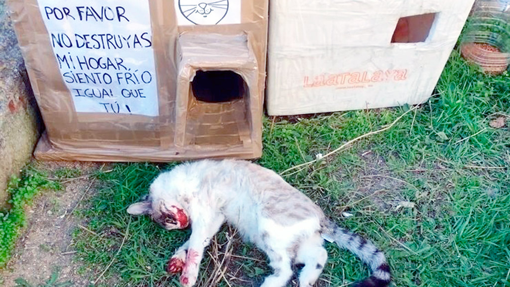 Imagen que acompaña en la plataforma change.org la petición de una asociación. / Ángeles allejeros