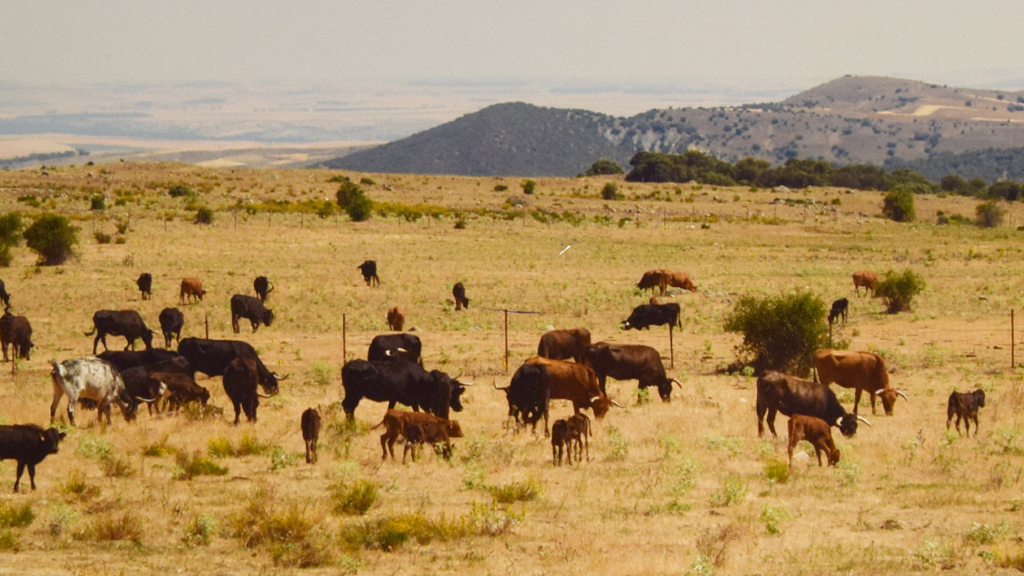 Grupo de vacas de ‘Peñatella’ acompañadas de sus respectivos becerros recién paridos.