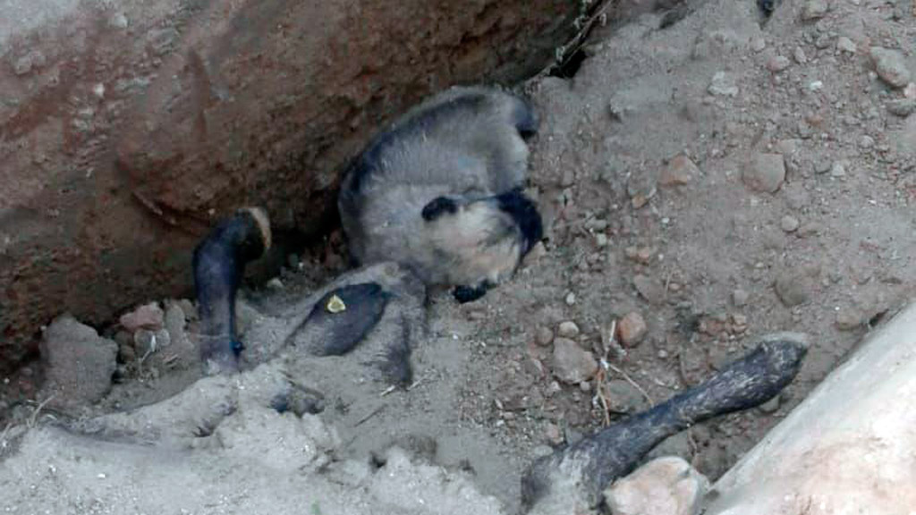 Restos de animales. /el adelantado