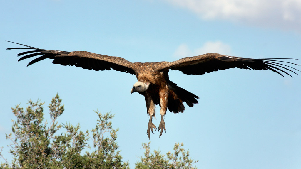 El uso de cadáveres de ganado para alimentar aves ayuda a mantener las poblaciones de buitre, milano y alimoche. / E. A.