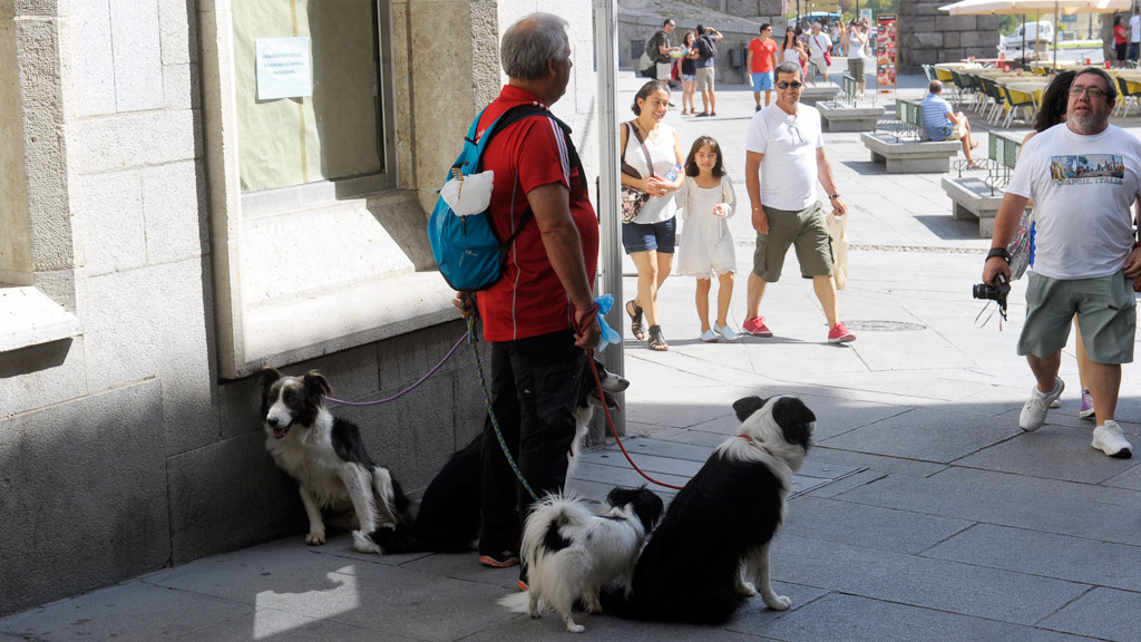 Centrados defiende la necesidad de al menos un parque canino en Segovia. / Kamarero