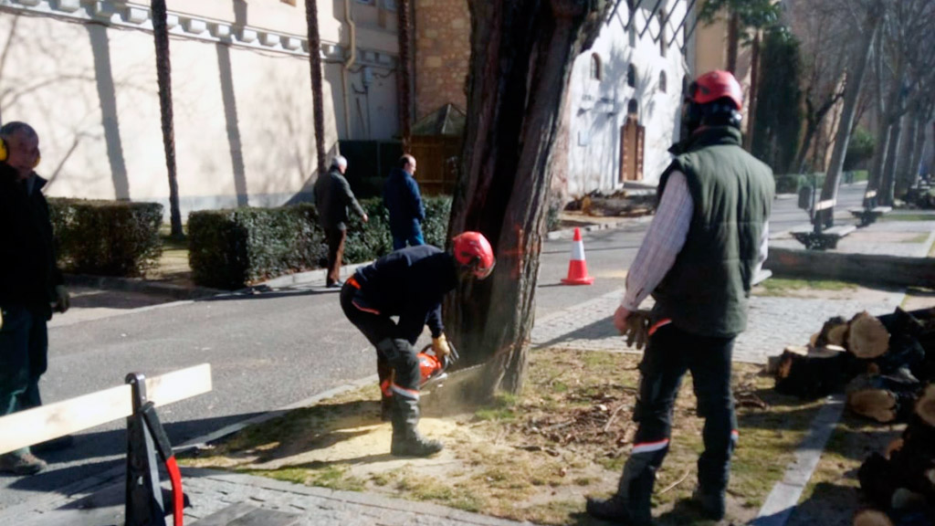 Operarios municipales procedieron ayer a talar los árboles. / E. A.