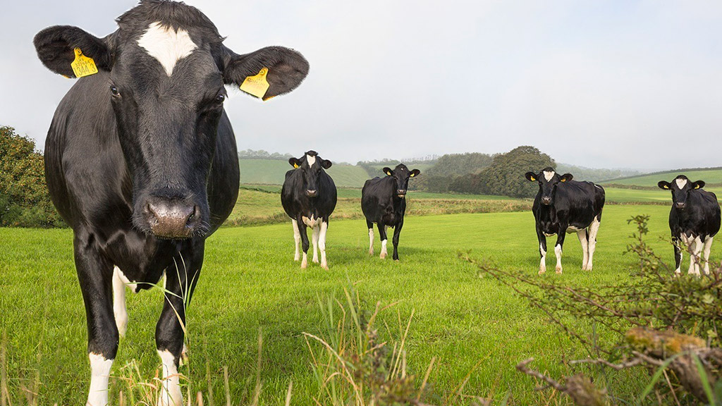La normativa sobre el origen de la lecha entró en vigor el 22 de enero./ e.a.