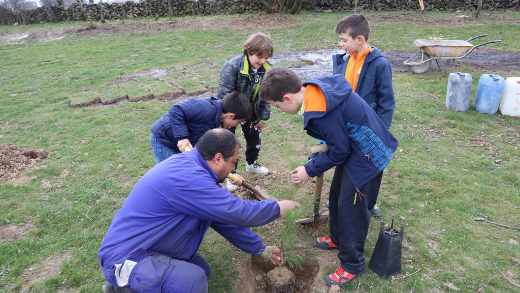 Todos los árboles se deben plantar en zonas de uso público dentro de los cascos urbanos para que se integren en la vida de los vecinos. / EL ADELANTADO