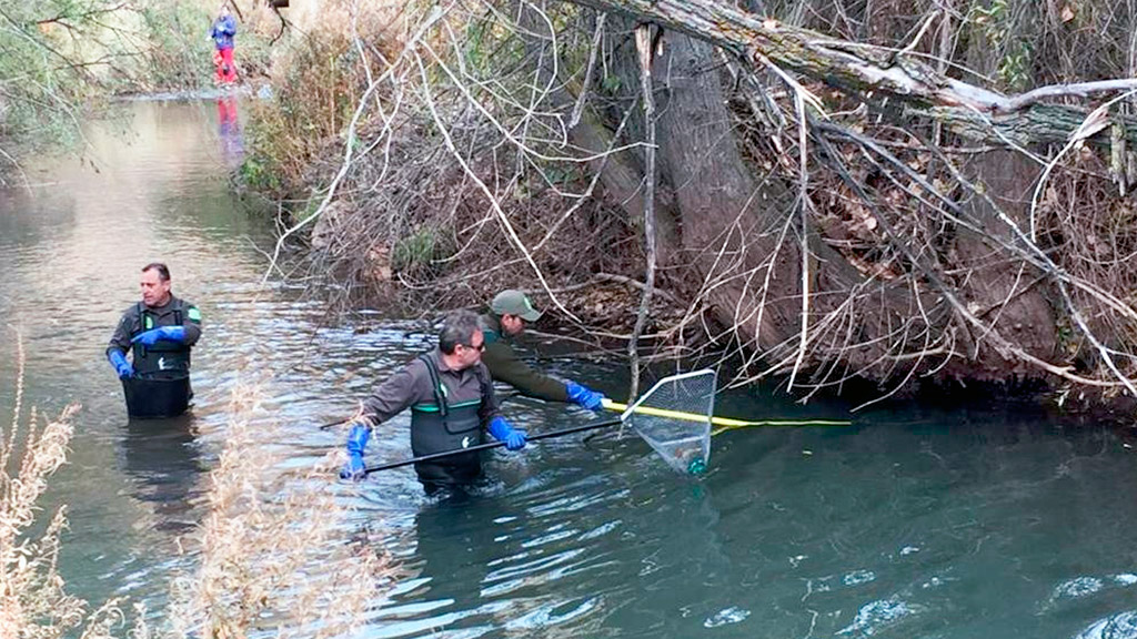 Agentes medioambientales de la Junta, durante los trabajos llevados a cabo en el río Riaza. / el adelantado