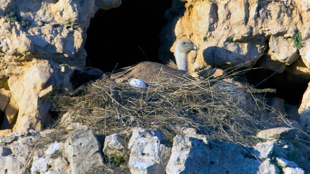 Imagen del nido hallado en las hoces del río San Juan de Sebúlcor. / EL ADELANTADO