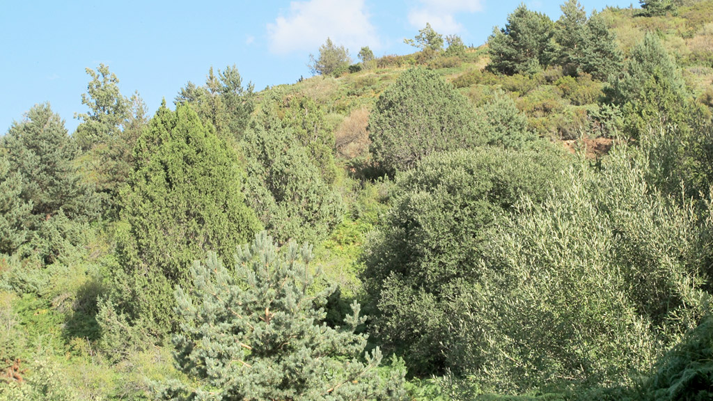 El monte de Sigueruelo debe volver a su estado original. / el adelantado