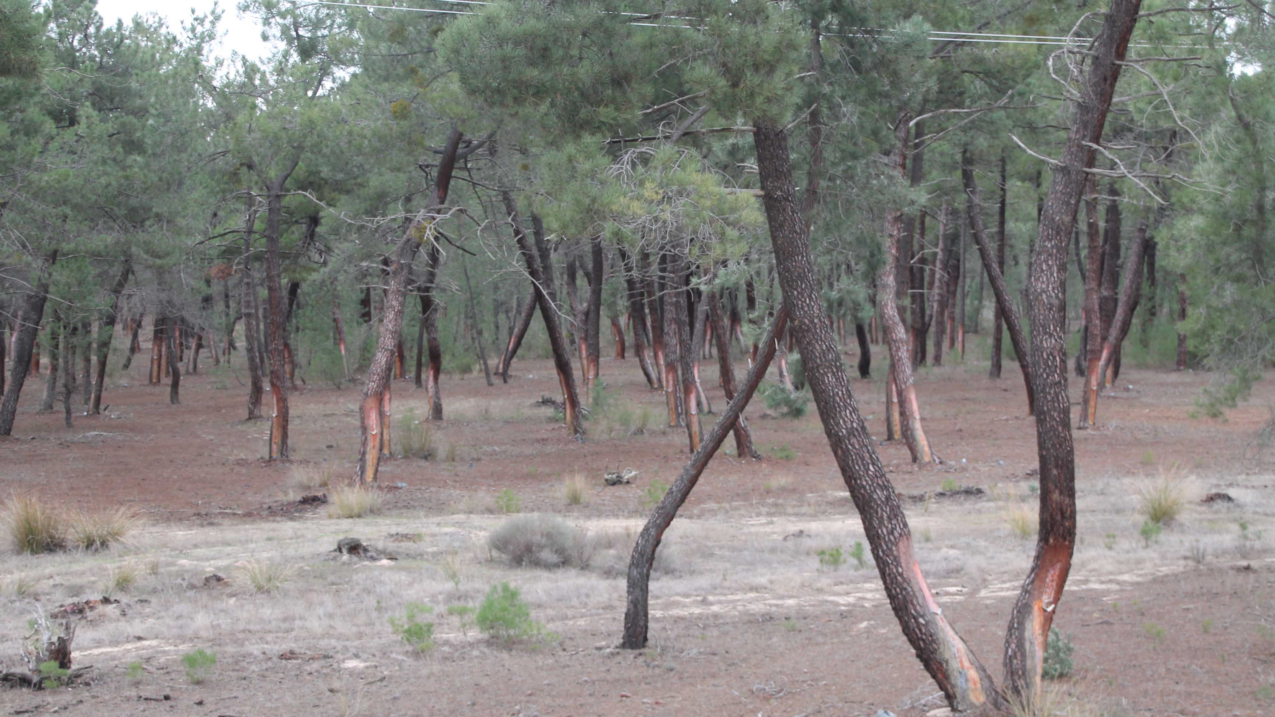 El incremento de los ingresos ha sido del 40%./c. núñez
