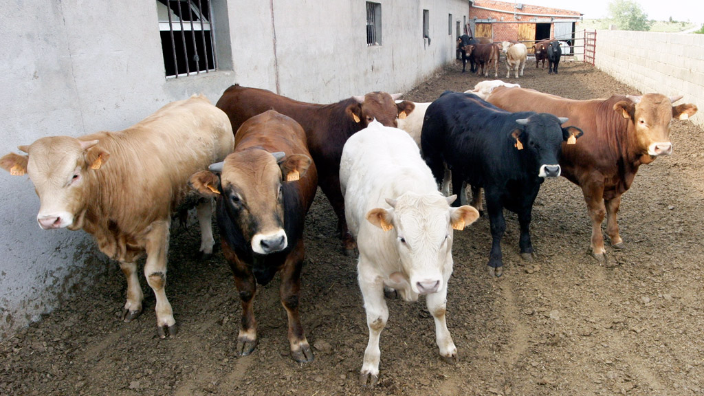 Varios terneros, en un cebadero de la provincia de Segovia, en una imagen de archivo. /  el adelantado