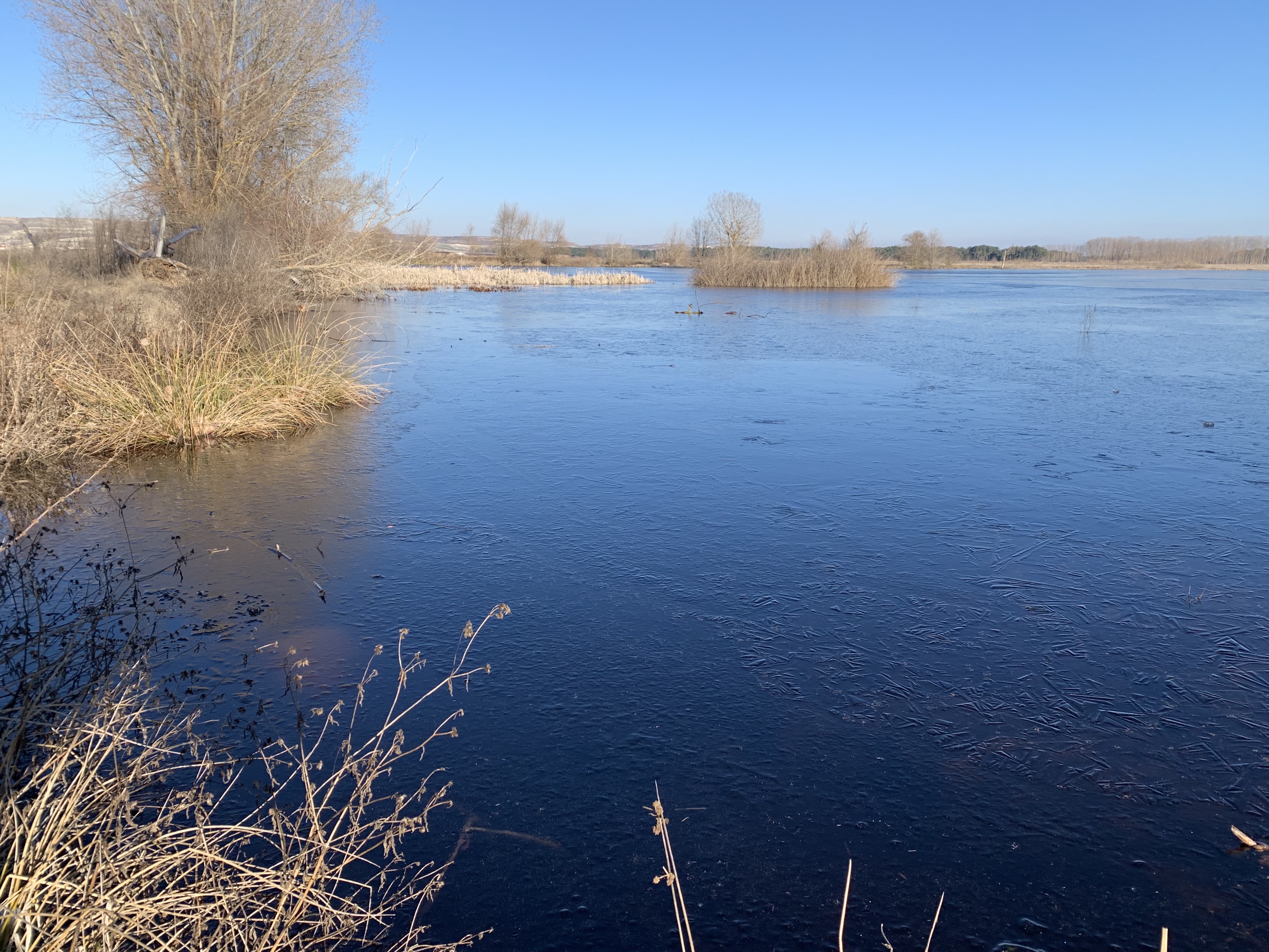 Humedal de El Espadañal estas apsadas jornadas, con su superficie helada./c. núñez