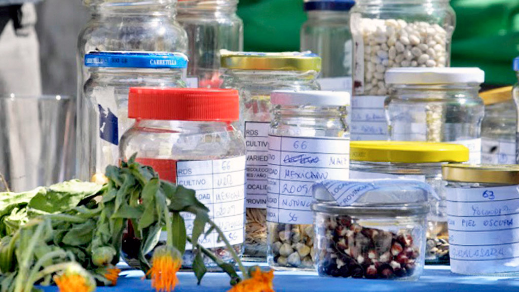 Se cambian semillas tradici0nales de la provincia de Segovia. / el adelantado