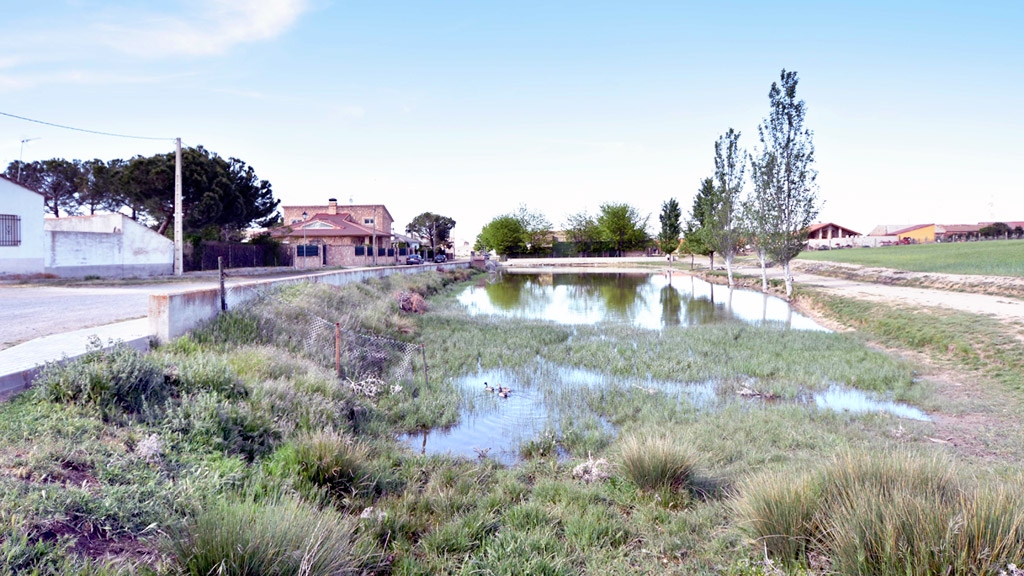 Muñopedro, Campo Castellano con aroma de Lavanda 1 Muñopedro