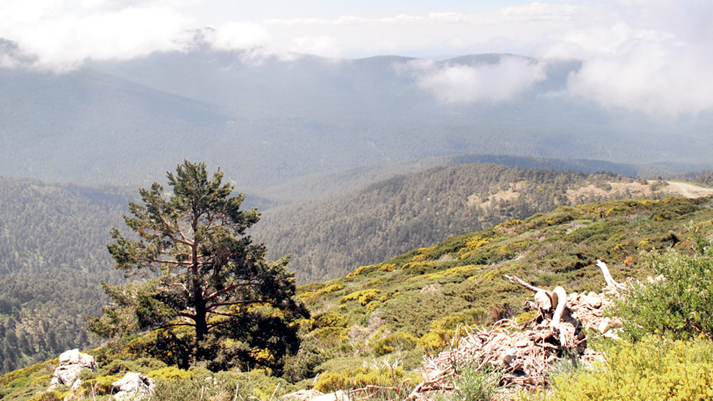 En el recorrido se podrá contemplar un exponente de bosque de pino silvestre dedicado a la explotación maderera.