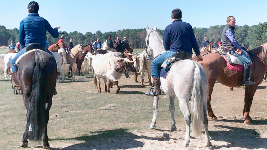 18 2 cantalejo paseo bueyes
