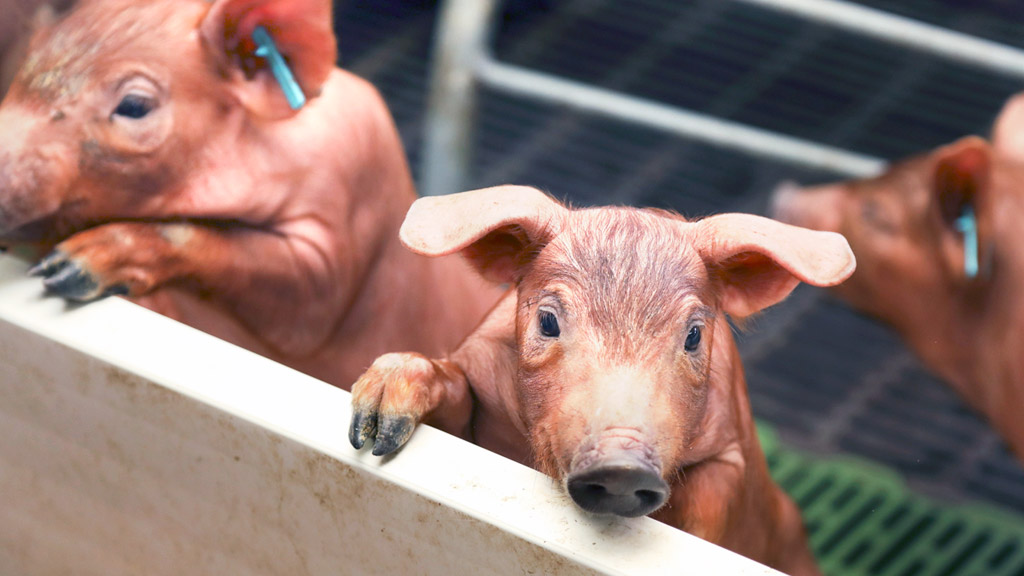 Varios lechones de raza ibérica de una de las granjas que tiene la empresa en Segovia. / el adelantado
