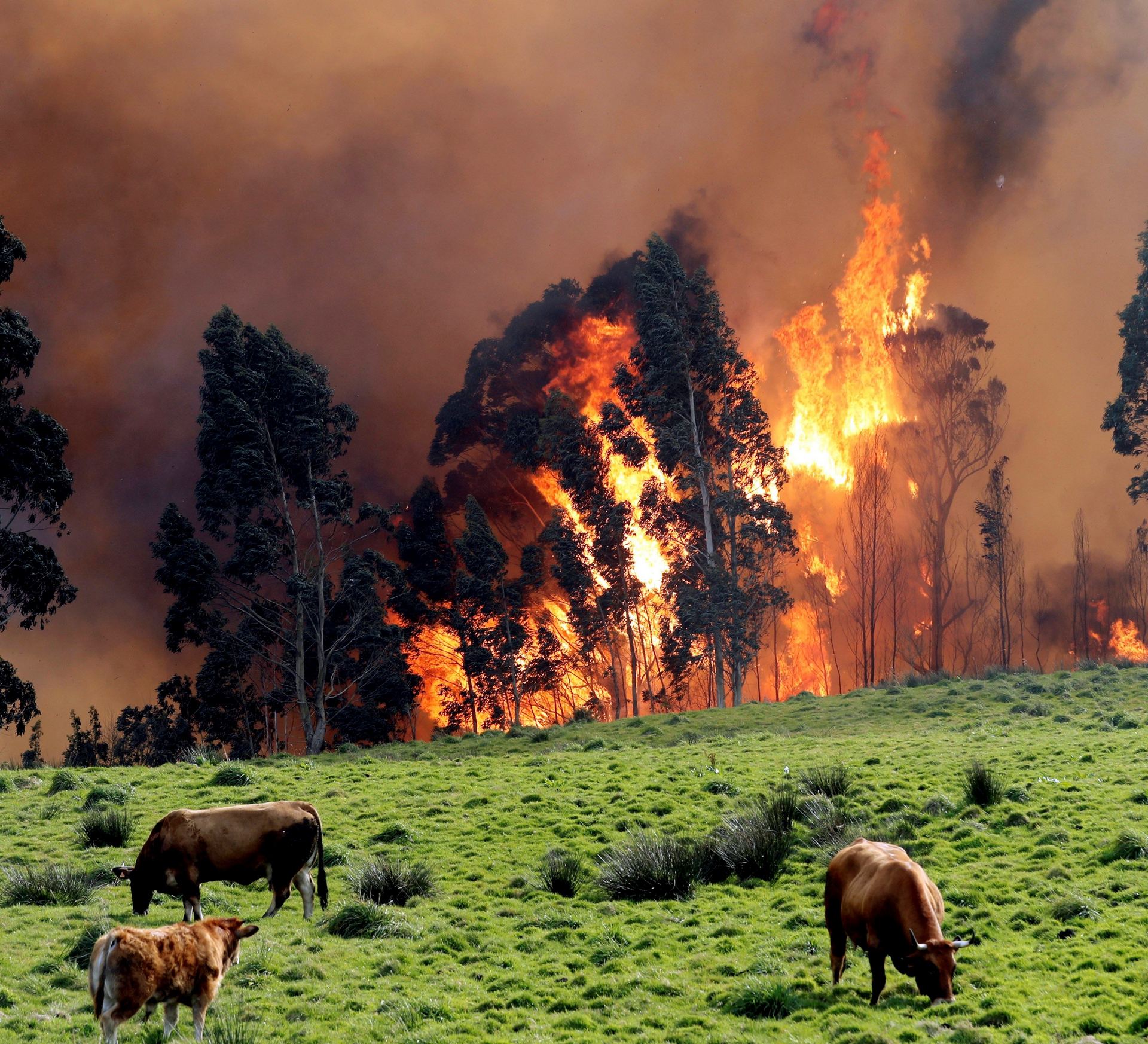 Incendio en las proximidades de Naves, en Asturias, donde hay 44 activos.