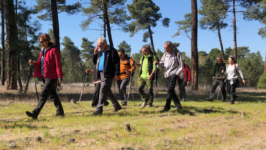 La expedición se adentró por los bosques de pino, cuya gestión forestal compatibiliza la explotaciónnde resina y la conservación del pinar. / el adelantado