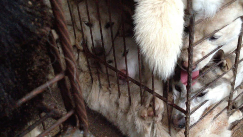 Una de las imágenes que acompaña a la petición. / Koreandogs.org