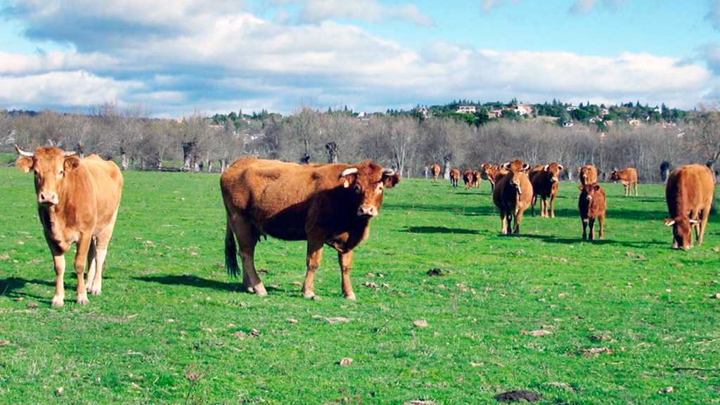 Imagen de varios ejemplares de vacuno de carne. / el adelantado