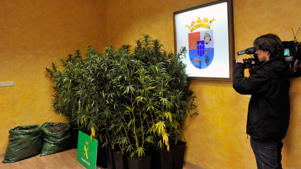 Algunas de las plantas de marihuana incautadas en la operación./ KAMARERO