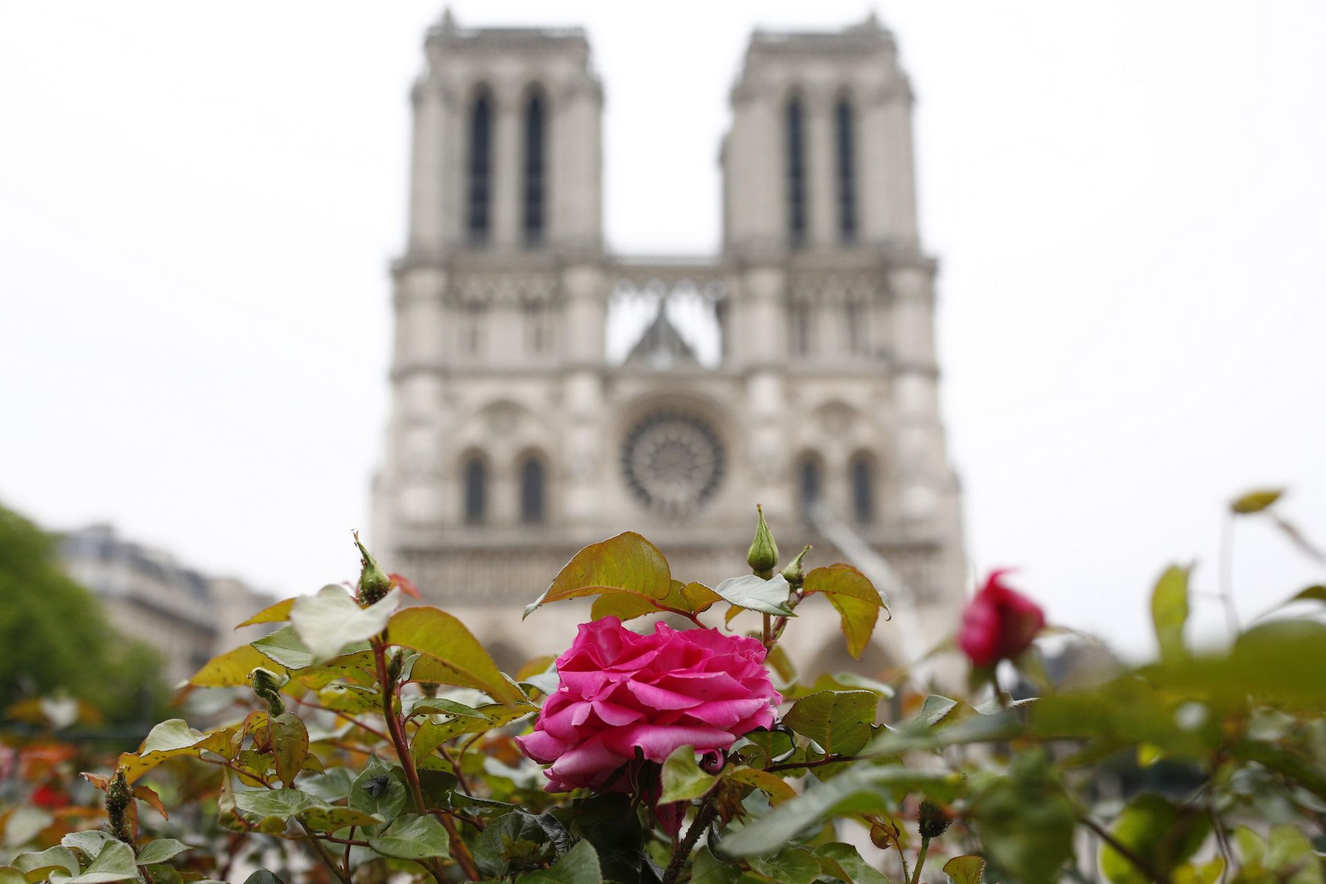 Una rosa florece ante Notre Dame de París, ayer martes, cuando los bomberos lograron apagar las últimas llamas.