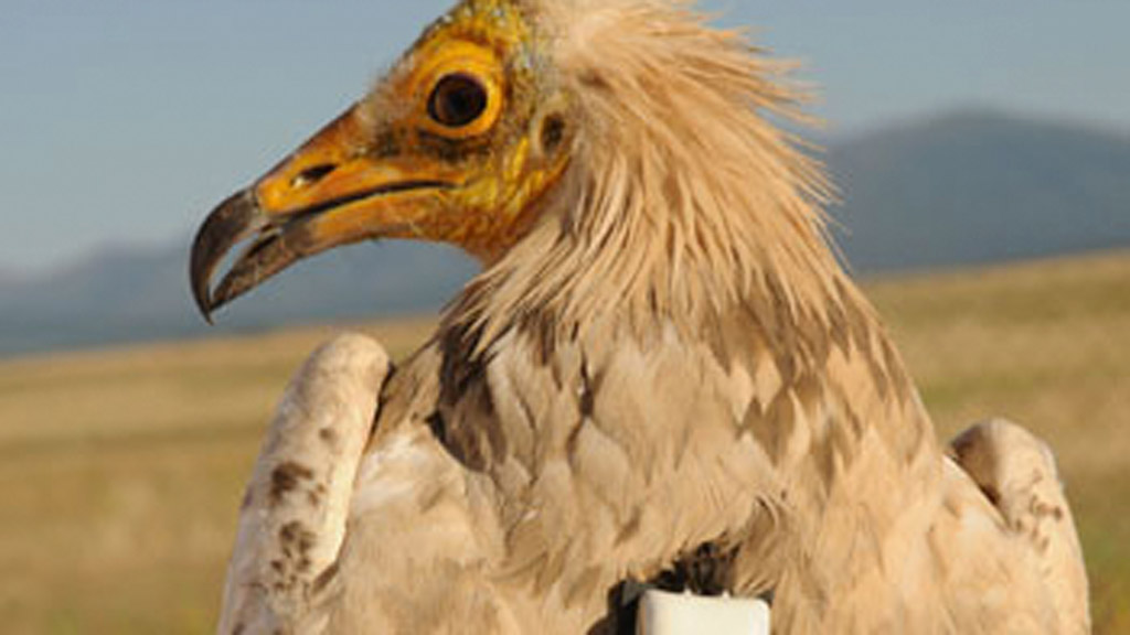 Un ejemplar de alimoche radiomarcado. / WWF España