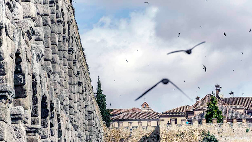 El sorprendente vuelo de los vencejos en el Acueducto. / E. A.