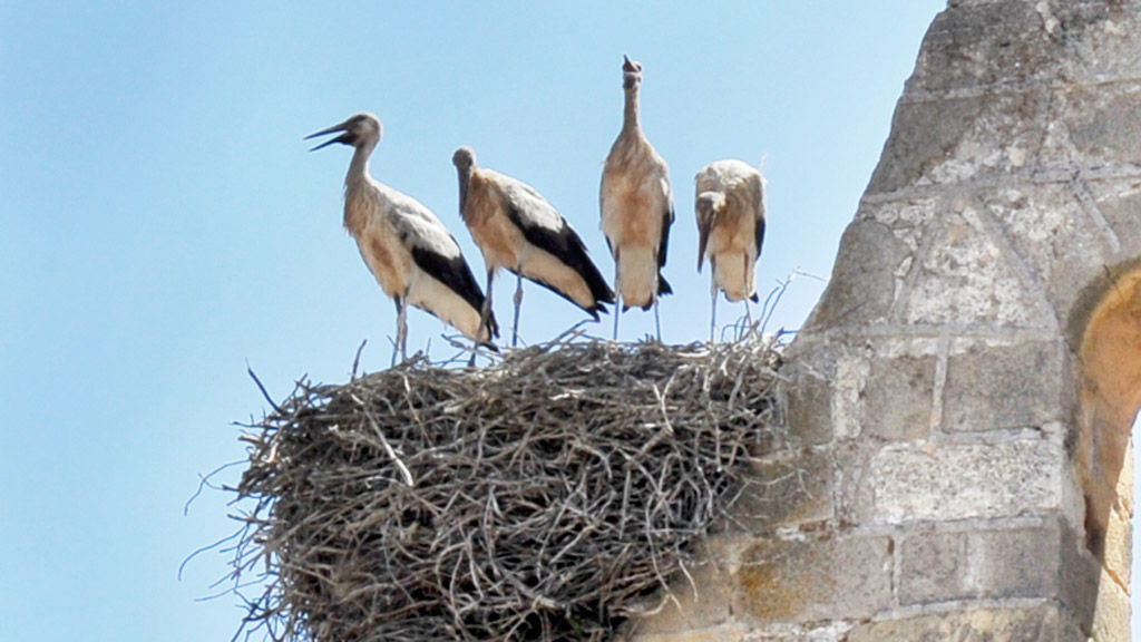 Nidos de cigüeñas blancas. / kamarero