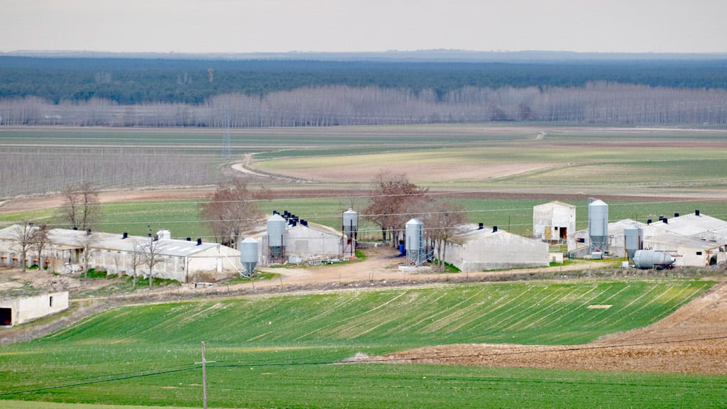 Imagen de archivo de una explotación ganadera intensiva en la provincia de Segovia. / kamarero