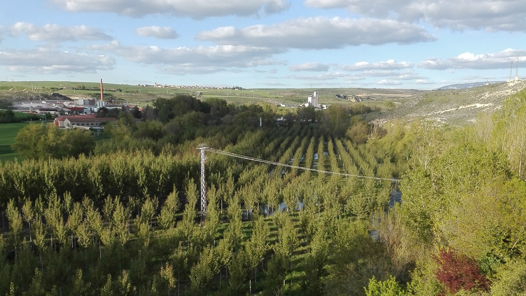 Imagen de una nueva plantación de chopos junto al río Eresma. /  el adelantado
