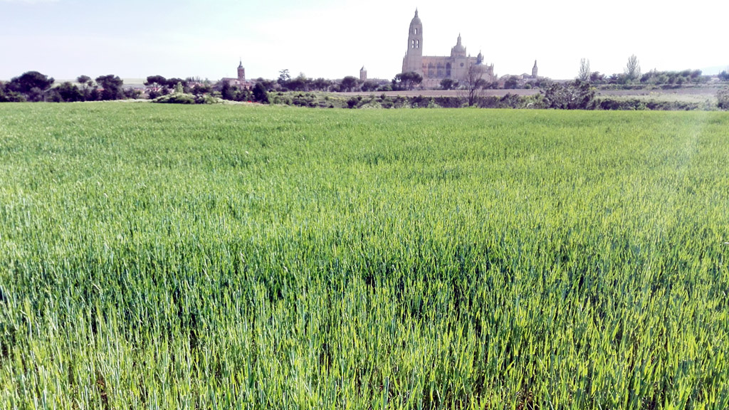 Campo de cereal en las proximidades de la capital segoviana, donde pronto empezará a cosecharse. / el adelantado