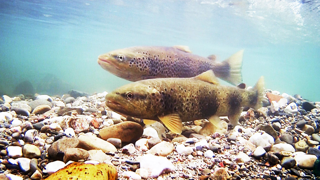 Durienses engarza el conocimiento científico con un impacto audiovisual que logra conectar con todos los públicos. / E. A.