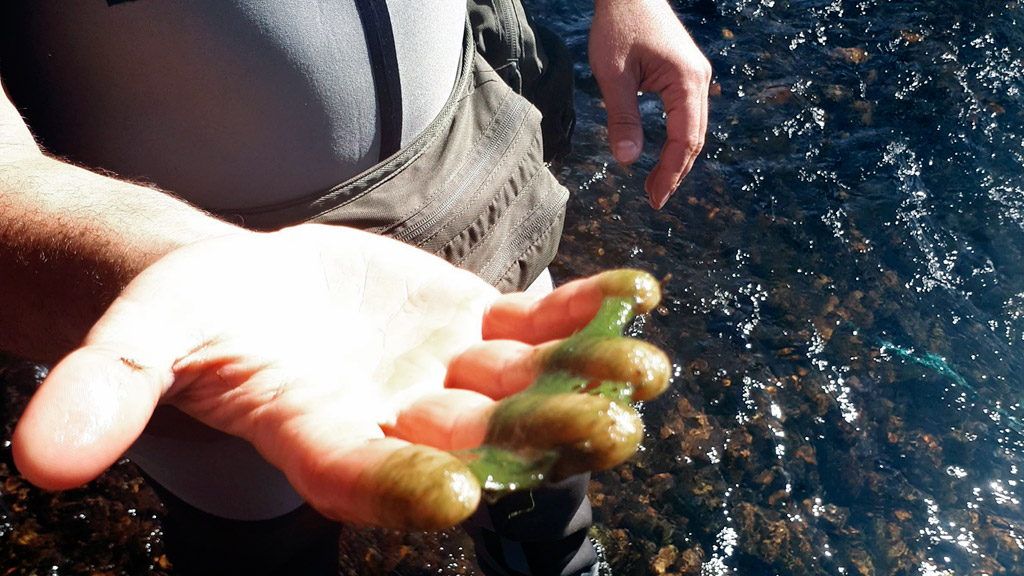 Los micro organismos que habitan en las aguas de los ríos y embalses de la región sirven como parámetros de la calidad de las aguas. / el adelantado