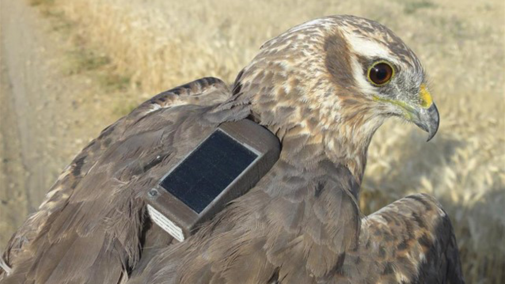 Ejemplar adulto de aguilucho cenizo durante una de las camapañas de estudio y protección de este ave rapaz desarrolladas en años anteriores por parte de la Sociedad Española de Ornitología/ EL ADELANTADO