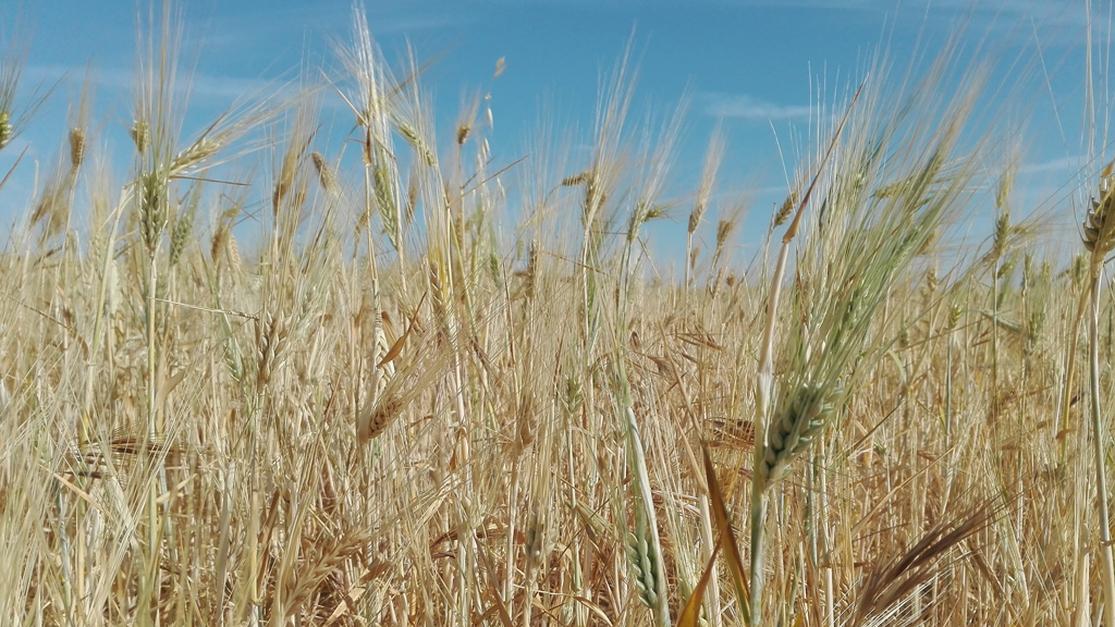 Campo de cereal en Segovia. / F. D.