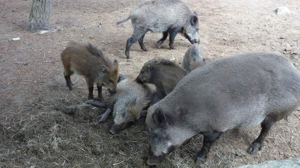 Los jabalíes pueden ser un canal de transmisión de la PPA. / el adelantado