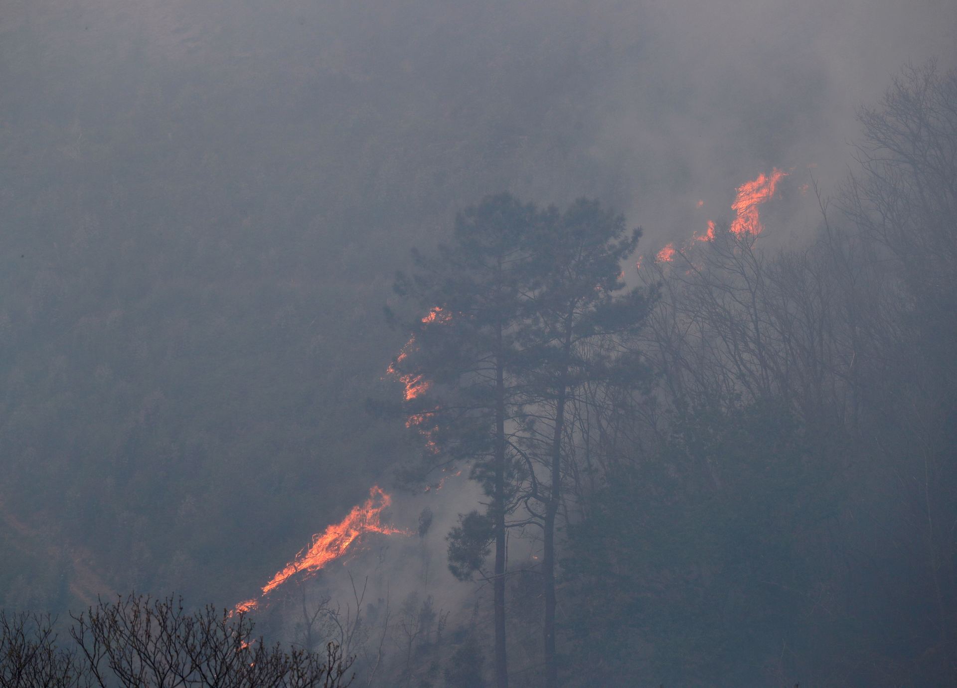 El incendio de Gavilanes, Ávila, sigue activo y se prevé que queme más de 500 hectáreas de pino repoblado.