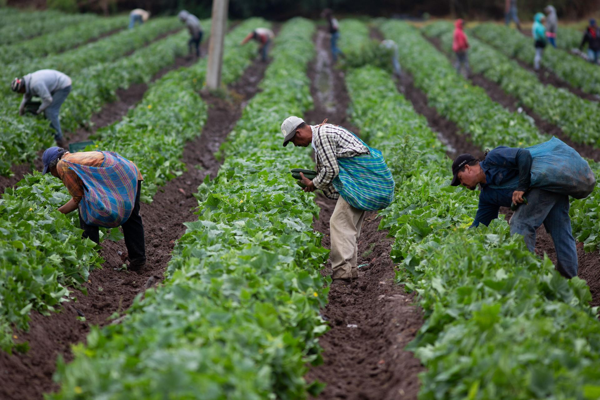 Trabajadores agrícolas recogen la cosecha en una plantación del estado mexicano de Michoacán. / EFE