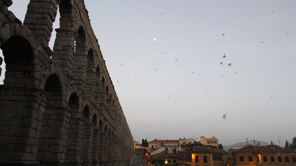 Imagen del Acueducto en un atardecer en los que es posible contemplar miles de vencejos revoloteando. / n. llorente