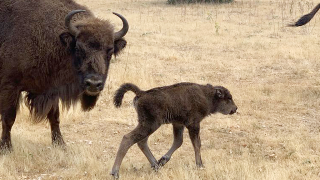 Próximamente se tiene previsto que nazcan otras dos crías de bisonte, a la espera de algún otro posible alumbramiento. / E. A.