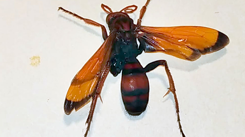 11 1 la lastrilla el sotillo avispa asiatica