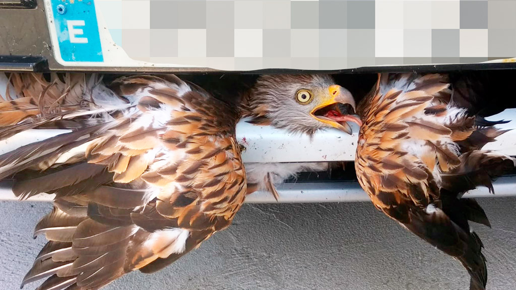 11 2 atropello animales milano