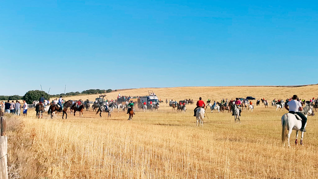 Caballos y vehículos de diferente tipo siguieron a los toros en el recorrido del encierro campero con una gran participación. / E. A.