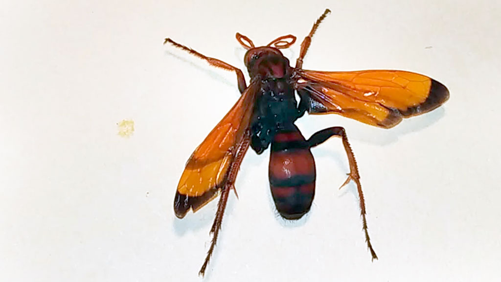 Ejemplar localizado de avispa asiática