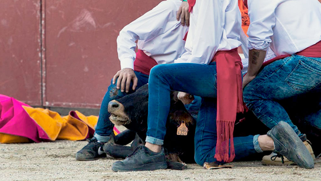 Imagen de archivo de una becerrada de San Rafael. / E.A.