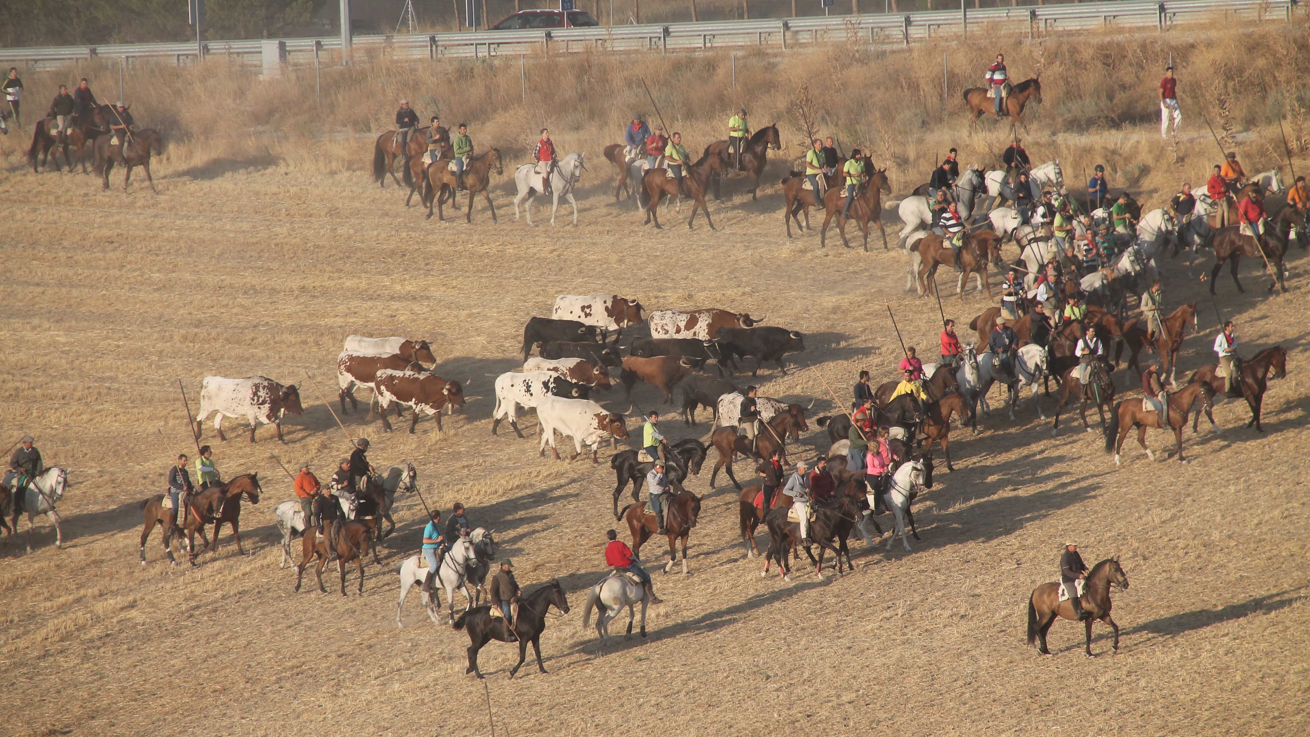 Caballistas agrupando la manada en el traslado campestre de Cuéllar./ c. n