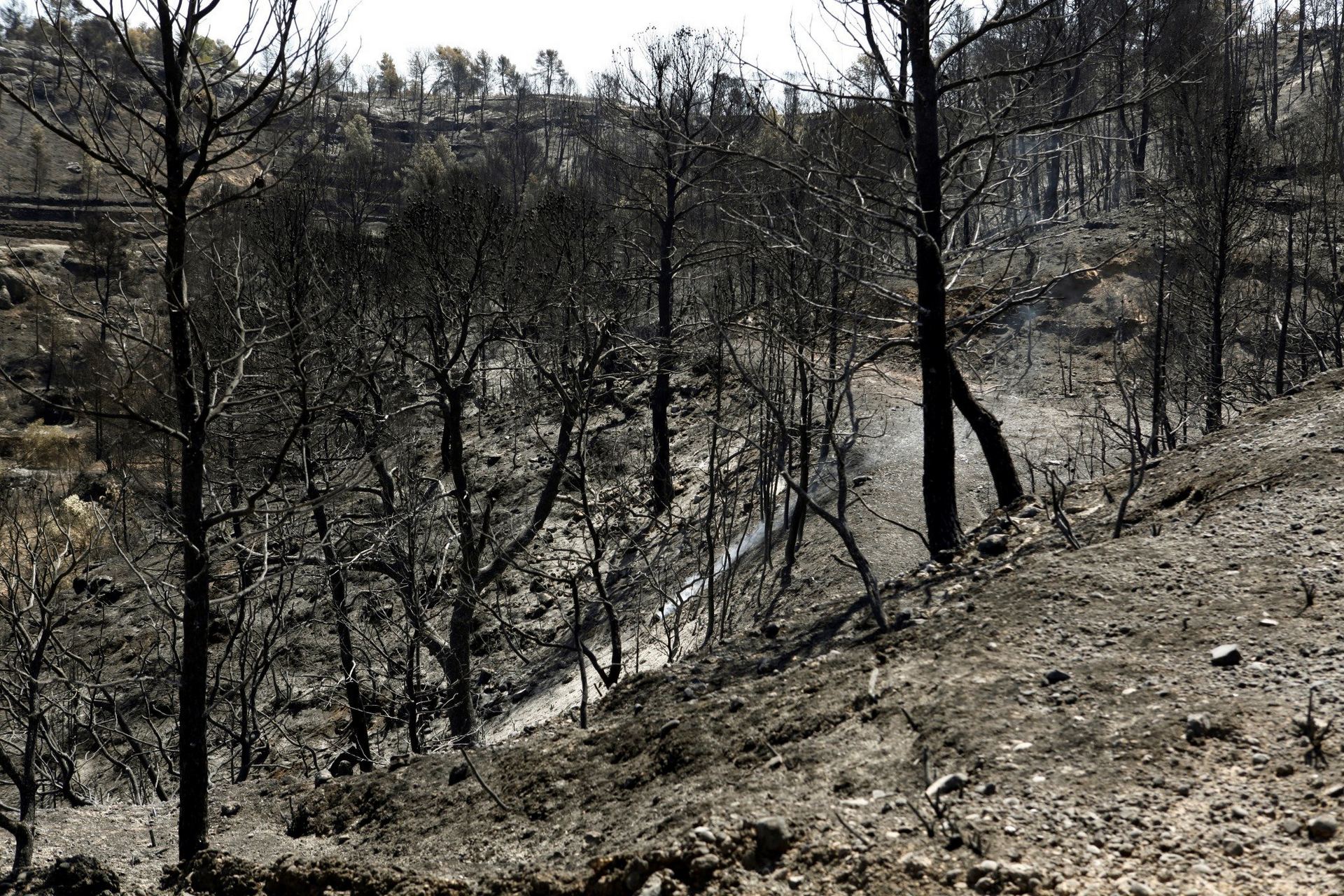 Aspecto de una zona de Ribera d’Ebre afectada por el incendio iniciado el pasado miércoles y controlado el domingo.
