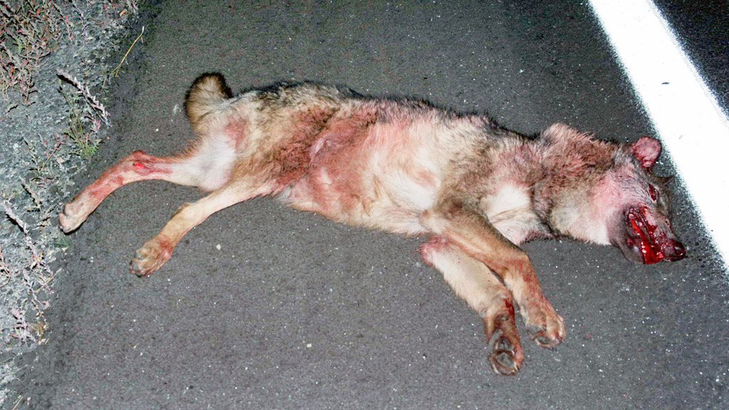 Respeto para los lobos 1 40gh lobo atropellado