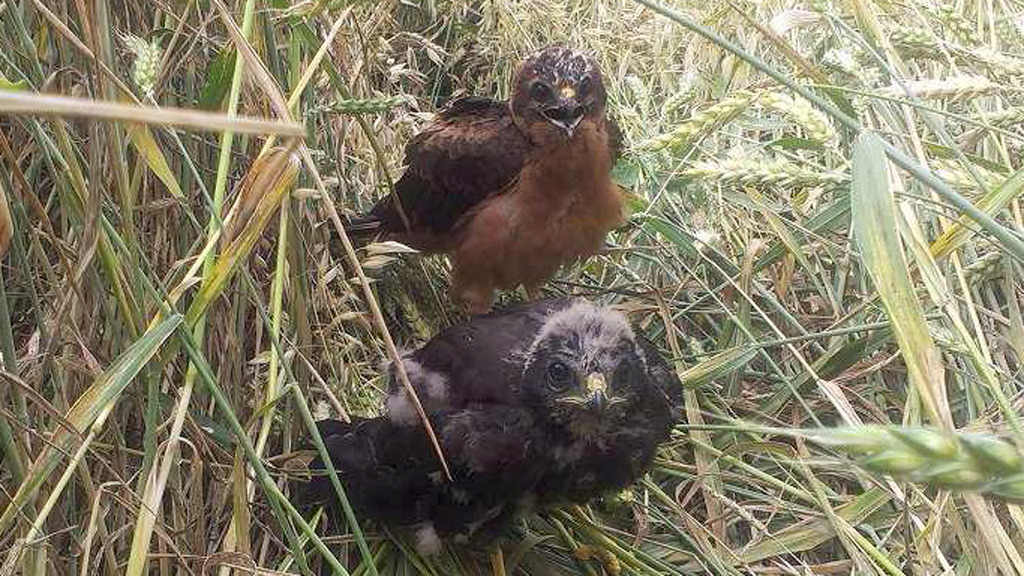 Dos ejemplares de aguiluchos cenizos, especie que se encuentra en declive en España y que es objeto del programa 'Migra'/ E. A.